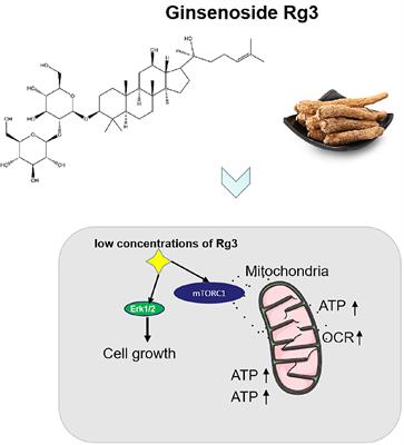 Ginsenoside Rg3 Promotes Cell Growth Through Activation of mTORC1